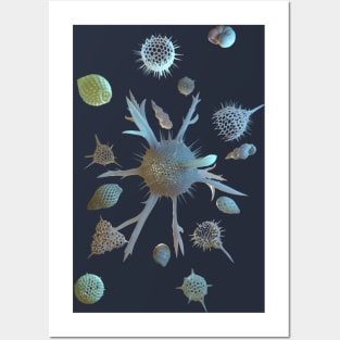 Radiolaria and Foraminifera Posters and Art